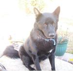 Ace - Black Male Gsd - German Shepherd Dog Dog