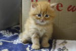 Persian Kitten For Sale - Persian Cat