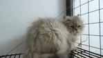Persian Cat Adult For Sale - Persian Cat