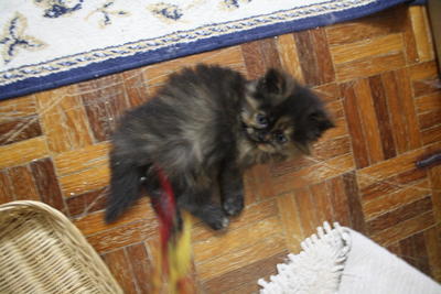 PF17219 - Persian Cat