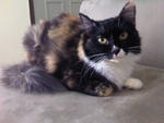 Poppy - Domestic Medium Hair Cat