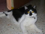 Bola - Domestic Medium Hair Cat