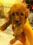 Red Toy Poodle Puppy - Poodle Dog