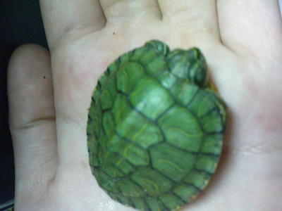 Lily - Turtle Reptile