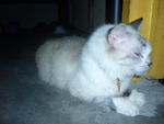 PF17682 - Persian + Ragdoll Cat