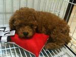 Red Toy Poodle, 2 Months - Poodle Dog