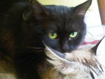 Mika - Persian Cat