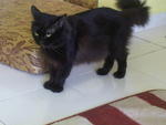 Mika - Persian Cat