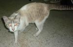 Siames - Siamese Cat