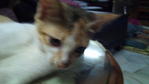 Sera/seha - Domestic Medium Hair + Domestic Short Hair Cat