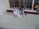 Whisky - Siberian Husky Dog