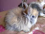 Gebu - Angora Rabbit Rabbit