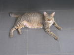 Chelsea (Cc) - Domestic Short Hair Cat