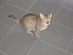 Chelsea (Cc) - Domestic Short Hair Cat
