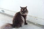 Didie - Domestic Long Hair Cat