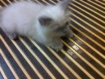 Chinta - Birman + Persian Cat