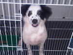 Cutie Chubby Casper Adopted - Mixed Breed Dog