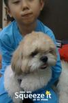 Xixi - Shih Tzu Dog