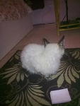 Melot @ Boboy  - Domestic Short Hair + Siamese Cat