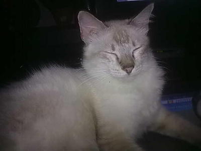 Melot @ Boboy  - Domestic Short Hair + Siamese Cat