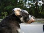 Happyyew - Schnauzer Dog