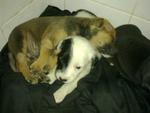 Homeless Pups - Please Help!! - Mixed Breed Dog