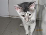 Kitty - Domestic Medium Hair Cat