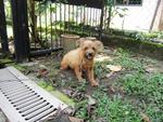Terrier Mixed Found In Kepong, Kl - Terrier Dog
