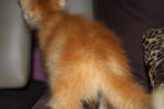 Chichi - Persian + Domestic Long Hair Cat