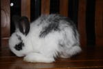 Baby - Jersey Wooly + Angora Rabbit Rabbit