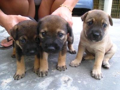 Mixed Breed Puppies Adopted 9 Years 6 Months 3 Cute 