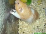 Hamster - Syrian / Golden Hamster Hamster