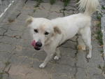 White Doggy - Mixed Breed Dog