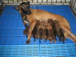 Malinois - Homebreed - Belgian Shepherd Malinois Dog