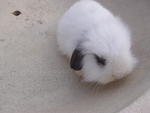 Baby - American Fuzzy Lop Rabbit