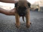 Six Puppies - Mixed Breed Dog