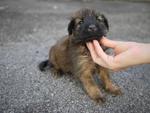 Six Puppies - Mixed Breed Dog