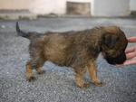 Six Puppies - Mixed Breed Dog