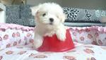 Tiny Maltese-parents Taiwan Importe - Maltese Dog