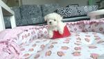 Tiny Maltese-parents Taiwan Importe - Maltese Dog