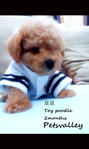 Bibi And Doudou(Toy Poodle) - Poodle Dog
