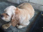 Cocker Spaniel Found In Cheras - Cocker Spaniel Dog