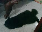 looks like a black carpet.. T_T