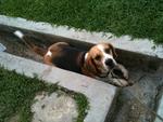 Vasco chilling in the drain