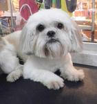 Woefytheshihtzu - Shih Tzu Dog