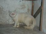 Siti - Persian Cat