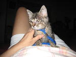 Tiggy - Tabby Cat