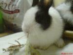 Xiaobai - Angora Rabbit Rabbit