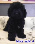 PF19662 - Poodle Dog