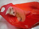 Plastic bags! My favorite....!